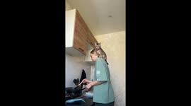 Kitten jumps at camera while cooking in Tomsk, Russia