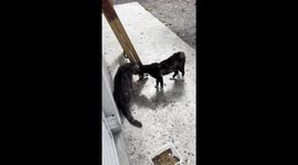A serious conversation between male cats. Greek cat fight