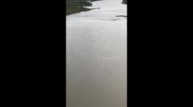 Stray dog swims across crocodile-infested river to get food from tourists