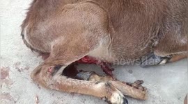 Social organisation rescued a cow hit by a train and one of its legs was badly cut in Shahdol, Madhya Pradesh