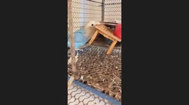 Hangry budgie flips over his dinner table to demand food