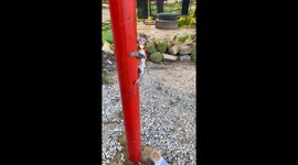 The brown monkey got the food and climbed up high to enjoy it alone, but after climbing a distance, it got very tired and had to slide down or else it would fall. When the brown monkey climbed down to the ground, the golden monkey was waiting there and st