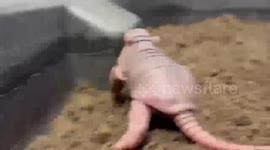 Tiny Armadillo Jaco Zooms Through Dallas Zoo With Speed