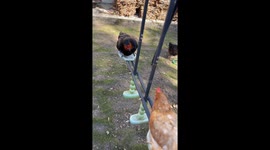 Hens Gently Swing On Spring Day