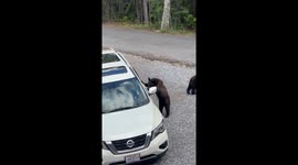 Curious Bear Cub Climbs Into Car
