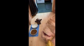 Dog Shares Breakfast With Stuffed Duck Toy