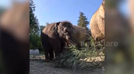 Tula-Tu the Elephant Calf Enjoys Playtime With Aunties