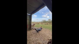 Sheep Daps Owner After Fake Rescue