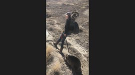 Raccoon Fluff Balls on a Mission With Mama