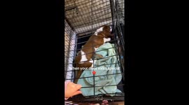 Hazel the basset hound hilariously gets stuck in a cage—with the door wide open