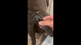 Creative grooming goes viral stunning over 13 million viewers