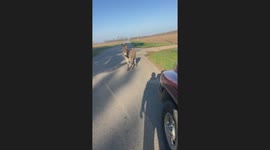 Back Talking Beck The Donkey