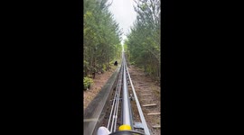 Terrifying moment bear family emerge from woods as woman slowly passes on forest rollercoaster