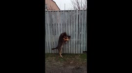 Dog Neighbors Becoming Friends Through the Fence