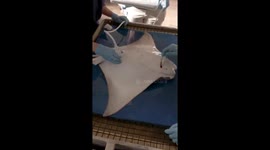 Mystic Aquarium Shares Look at Cownose Ray Health Exam