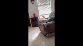 Cheddar Cat Tries To Stop Owner's Singing