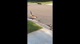 Saving a Gosling From a Storm Drain