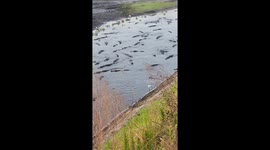 Hundreds of alligators lurk in Florida river in terrifying scene
