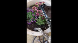 Not The Flower I Meant To Water