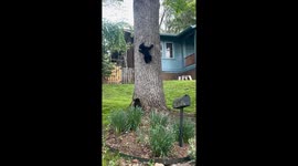 Mama Bear and Four Playful Cubs