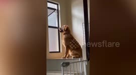 Couple bring their pet dog to their wedding ceremony in heartwarming moment
