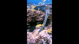 Moray Eels Mourns the Loss of a Mate