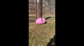 Baby Goat in an Easter Egg