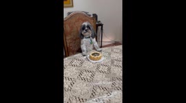 Bailey the Birthday Girl