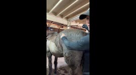 De-Shedding a Horse