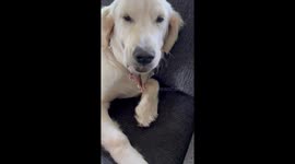 Golden Retriever puppy sparks chaos after finding baby bunny in backyard