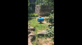 Dimitri the Tiger Takes Down Enrichment Barrel at Philadelphia Zoo