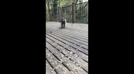 Raccoon Munches on Cheerios