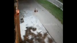 Terrifying moment leopard mauls sleeping dog before being chased off by heroic stray pack