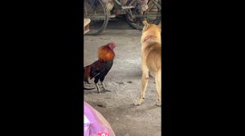 Pet dog and rooster square off in territorial clash
