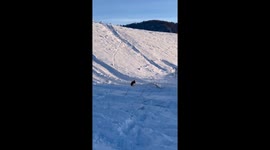 Corgi takes a tumble while running after owner on snowy slope