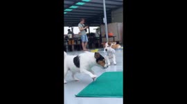 Dog falls into pool during playful moment in Taiwan