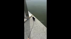 Puppy accidentally falls into water while on a walk in Zhejiang, China