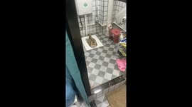 Cat found lounging inside toilet in Guangdong, China