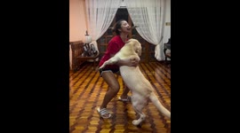 Labrador enjoys a spin in owner's arms in Manila, Philippines