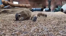 Meerkat Moms Welcome Eight Playful Pups at Point Defiance Zoo