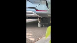 Curious cat caught inspecting under a car in Jiangsu, China
