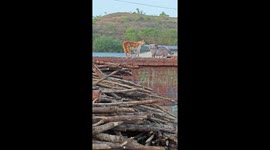 Pet cat and stray face off on wall in Liaoning, China