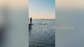 Woman rescues shark entangled in fishing line with her bare hands