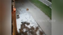 India: Leopard Attacks Sleeping Dog in Haridwar, Chased Away by Pack of Street Dogs; CCTV captured