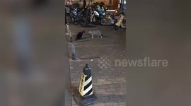 Nosy pups watch intently as cats brawl outside pet store
