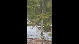 Squirrels Do Springtime Ride Together