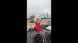 Seagull fails to eat McDonalds chips through car windscreen making driver laugh. Eventually seagull gets chip through open car window.