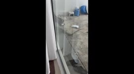 Monitor lizard tries to enter terrified woman's house