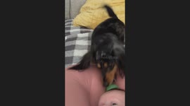 Dachshund Desperate To Play Fetch With Newborn