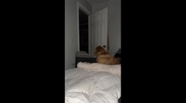 Golden Retriever Sleeps Where He Wants